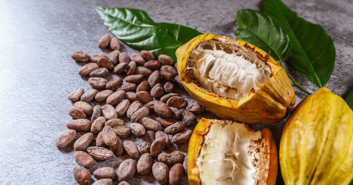 Cacao: El Superalimento para un corazón feliz y una mente clara - Süpp